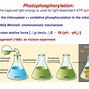 plastocyanin,plastocyanin翻译